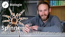 Spinnen: Merkmale, Arten, Fortpflanzung – Biologie | Duden Learnattack