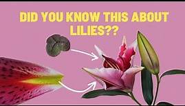 Anatomy of a Lily Flower | What You Can Learn by Observing Lilies
