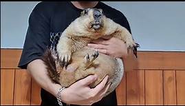 the biggest marmot of all time