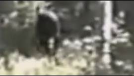 Original Full-Length Paul Freeman Footage (1994) BIGFOOT, SASQUATCH, YETI, CRYPTIDS