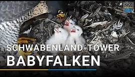 Falken brüten auf dem Schwabenland-Tower