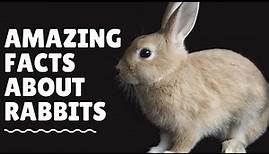 Top 20 Amazing Facts About Rabbits