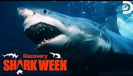 Fatal Shark Attack Investigation! | Shark Week | Discovery