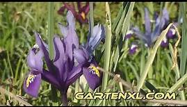 Irisblüte im Garten / Schwertlilienblüte im Blumenbeet