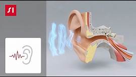 Wie Hören funktioniert | Signia Hörgeräte