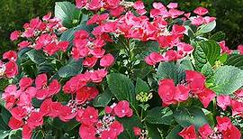 Cherry Explosion™ Hydrangea