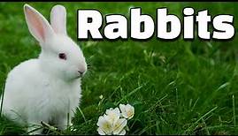 12 Amazing Facts of Rabbits | All about Rabbits for Kids