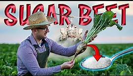 Sugar beet Cultivation (Complete Information) | How Sugar is Made? | Sugar beet Farming