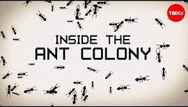 Inside the ant colony - Deborah M. Gordon