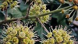 Beautiful Flower of Ivy from my Garden