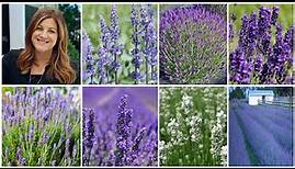 Top 7 Most Popular Varieties of Lavender (+ Lavender Basics)! 💜🌿💜 // Garden Answer