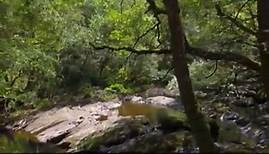 Celtic Rainforest | Wales: Land of the Wild