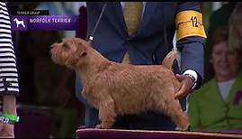 Norfolk Terriers | Breed Judging 2021