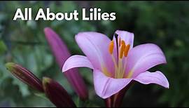 All About Lilies // Different Lily Types for Your Flower Garden