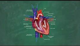 Herz & Blutkreislauf verständlich erklärt!