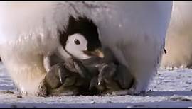 Emperor penguins | The Greatest Wildlife Show on Earth | BBC Earth