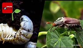 Junikäfer im Garten: Schädlinge erkennen und einfach bekämpfen