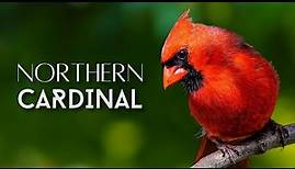 Northern Cardinal | One of the MOST ADMIRED Birds