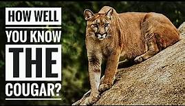 Cougar || Description, Characteristics and Facts!