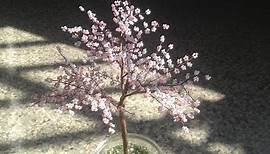 SAKURA. Die japanische Kirschblüte. TUTORIAL. Bäume aus Perlen. Anna's Perlen