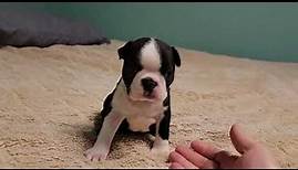 Boston Terrier puppies - Chevelle's babies