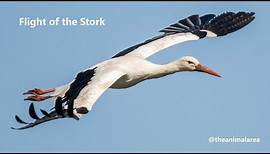 Flight of the Stork - Nature Documentary