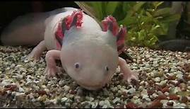 Axolotl ein wundersames Tier.