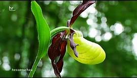 Orchideen auf heimischen Wiesen