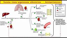 Sistema Renina-Angiotensina-Aldosterona y antihipertensivos