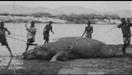 JAGEN WELTWEIT: Mit Kino und Kugel - Flusspferdjagd in Afrika