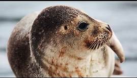 Facts: The Harbor Seal