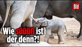 Baby-Elefant im Leipziger Zoo vorgestellt