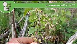 Schwarze Johannisbeere - Blüte/Blüten (Ribes nigrum) - essbare Wildpflanzen bestimmen