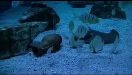 Meeres-Aquarium Zella-Mehlis