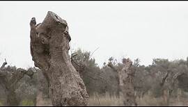 Kampf gegen die Olivenbaum-Krankheit mit resistenten Sorten