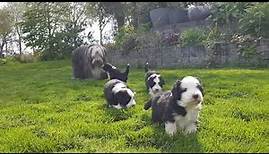 Bearded Collie puppies - 4 weeks old, first time outdoors
