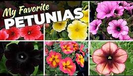 Comparing Petunias Side by Side and New, Exciting Varieties