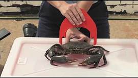 How to correctly measure a crab