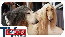 Beauty-Contest für Windhunde - Stars auf vier Beinen | Focus TV Reportage