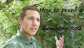 How to prune a Rambling Rose