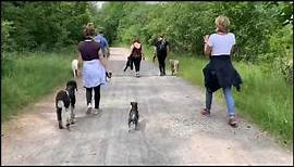 CANI.training®: Hundeerziehung artgerecht über Körpersprache ohne Leckerchen, Ablenkung und Strafe