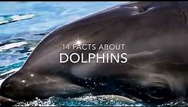 Dolphin Facts: 14 facts about Dolphins