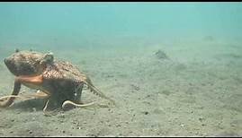 Kokosnuss-Oktopus / Coconut Octopus