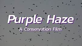 Purple Haze: A Conservation Film - OFFICIAL TRAILER