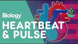 Heartbeat and Pulse | Physiology | Biology | FuseSchool