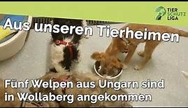 Tierschutzliga - Fünf Welpen sind in Wollaberg angekommen