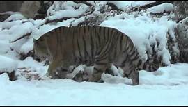 Tiere im Winter: Sibirischer Tiger