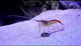 Caridea | Caridean shrimp | True shrimp | Shrimp | Decapoda