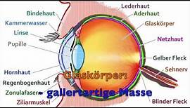 Das Auge Biologie #2