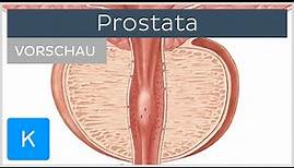 Prostata (Vorschau) - Anatomie, Lage und Funktion | Kenhub